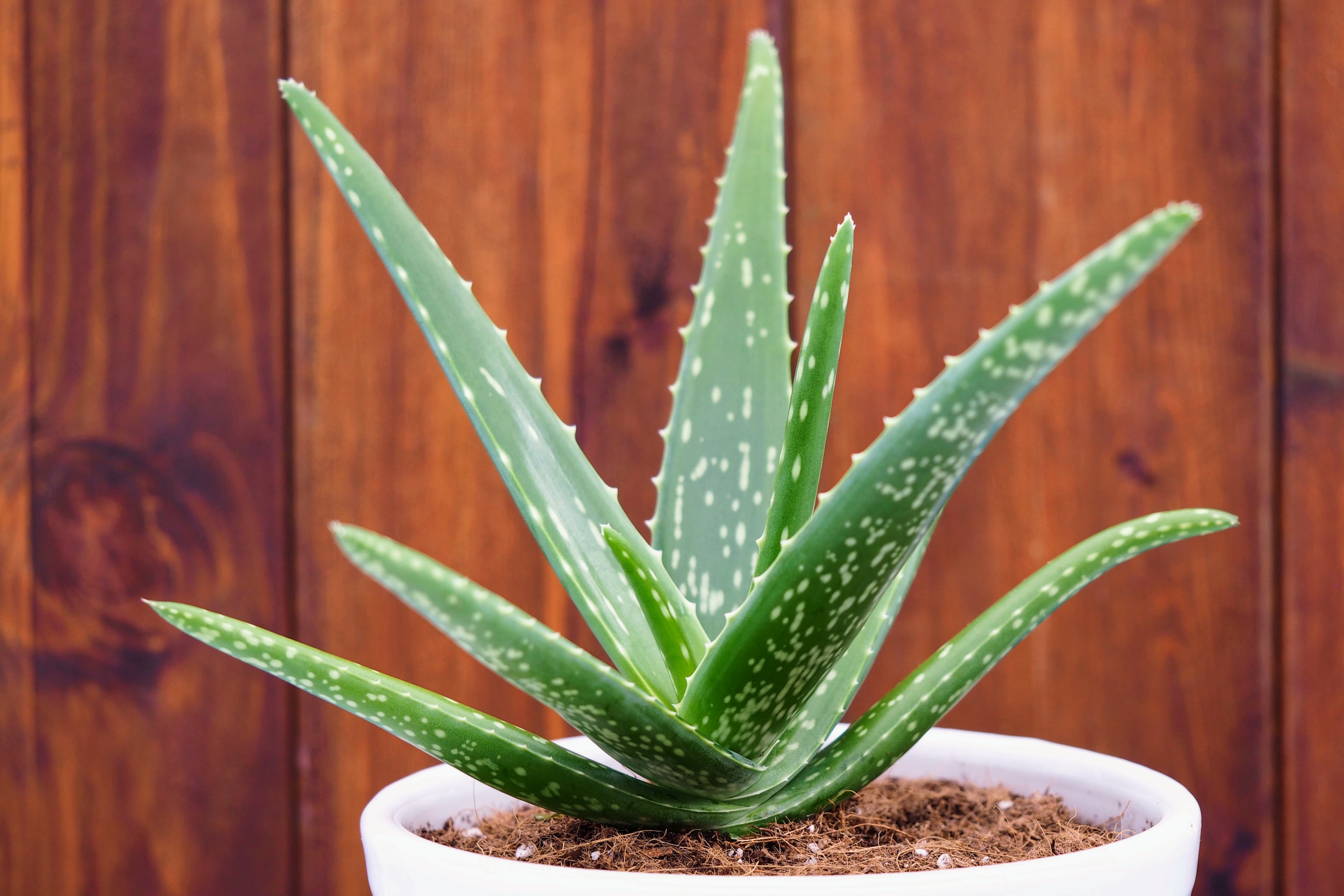 Aloe Vera from India — Organic grade for export