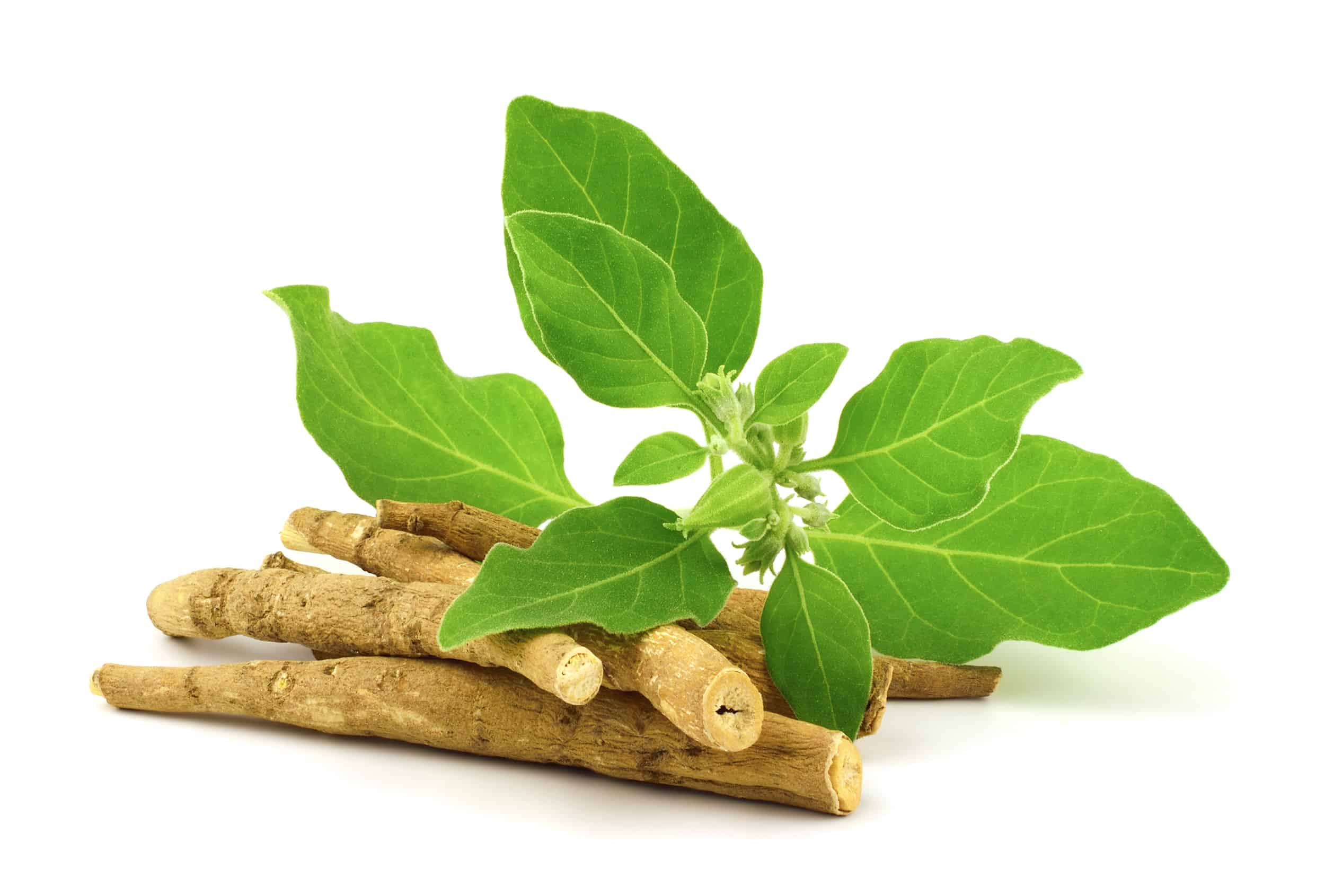 Ashwagandha from India — Root grade for export