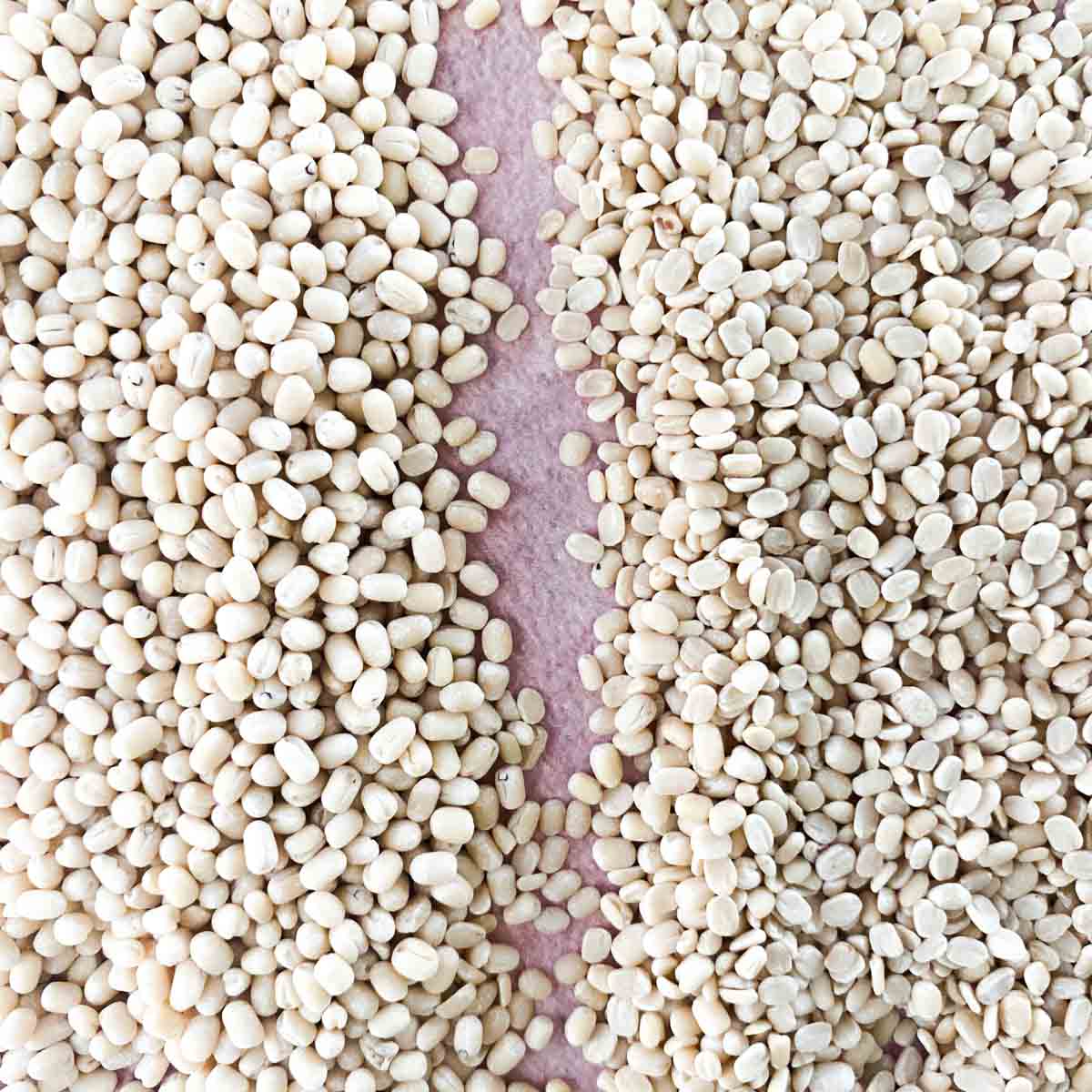 Urad Dal from India — Premium grade for export
